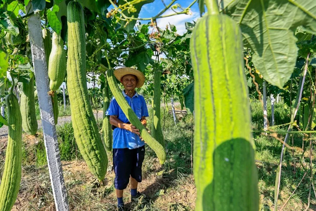 种植户在丝瓜络基地采收